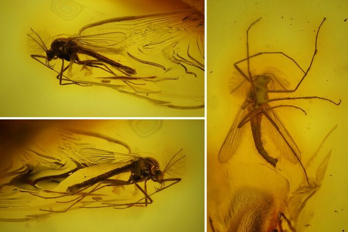 Two Fossil Flies (Chironomidae) In Baltic Amber #145435